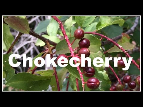 Chokecherry (Prunus virginiana) Permaculture Walk - Ninja Gardening - Episode 14