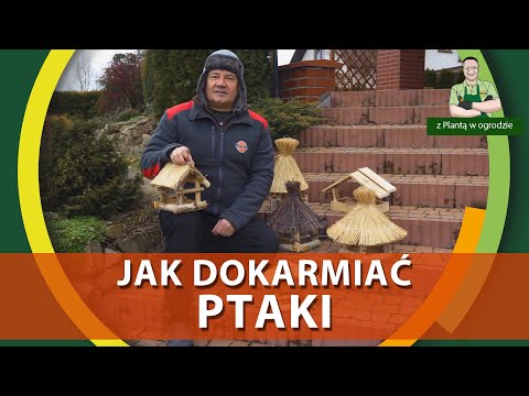 Wideo: Jak Pomóc Ptakom Przetrwać Zimno: Cechy Karmienia Ptaków Miejskich