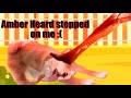 Amber Heard&#39;s Dog Breaks Silence #amberheard #mydogsteppedonabee