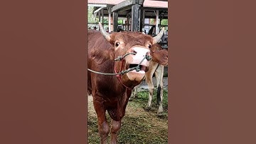 sapi moo, suara sapi #shorts #cowsong #animalsounds