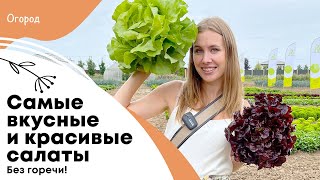 Самые вкусные и красивые салаты без горечи | Сколько нужно поливать салаты