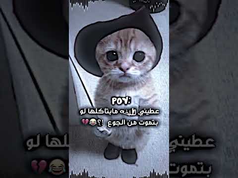 ههااتوﯡ ݪنشوﯡف
