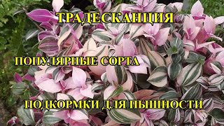 видео: САМЫЕ ЛУЧШИЕ ТРАДЕСКАНЦИИ, обзор популярных сортов, подкормки, пересадка картинка: САМЫЕ ЛУЧШИЕ ТРАДЕСКАНЦИИ, обзор популярных сортов, подкормки, пересадка