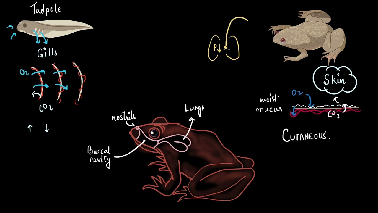 Frog's respiratory system, Structural organisation in animals, Class 11  Biology