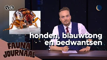 Dierendag met bedwants, blauwtong & bijtende honden 🐕 | De Avondshow met Arjen Lubach (S4)