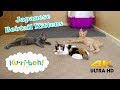 Japanese Bobtail Kittens 4k New Cat Wands! の動画、YouTube動画。