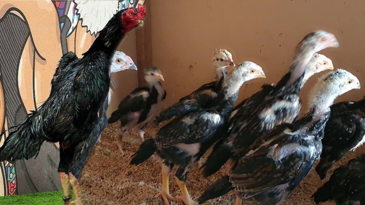 ПАРВОЗЛАР УЧУН ЯНГИЛИК/ЧЕМПИЁНЛАР ДУНЁГА КЕЛМОКДА(ОХУНОВ ДАКАНЛАРИ)