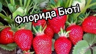 Огляд на полуницю &quot;Флорида бьюті&quot; / &quot;Florida Beauty&quot; Strawberry Review