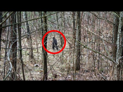 Biggest Cryptozoological Encounters