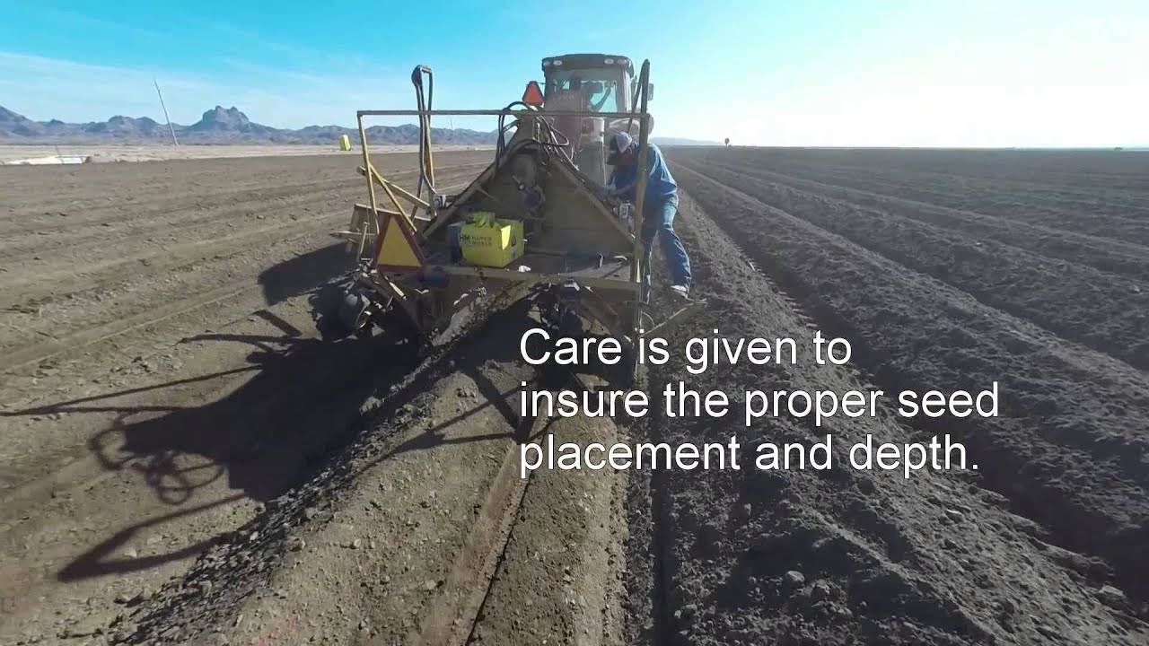 One Minute on the Farm 3 Planting Melons in Yuma, Arizona YouTube
