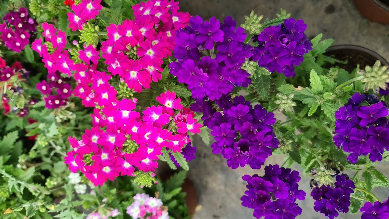 Renkli Çiçekler ile Bir Sera Turu