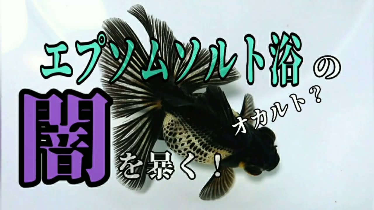 【金魚愛好家ch】エプソムソルト浴の闇を暴く！【マツカサ病 転覆病】