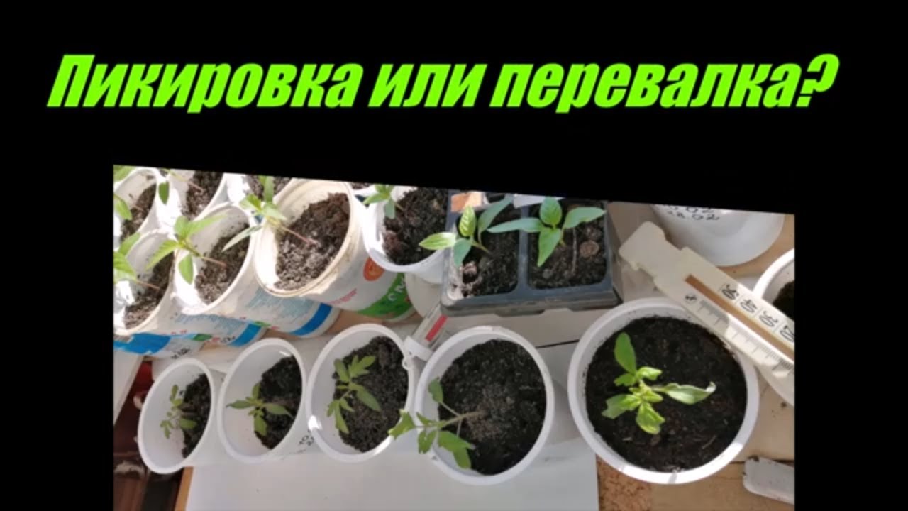 Можно ли в благовещение пересаживать рассаду помидор. Когда пересаживать помидоры в большую емкость. пересадка томатов в стаканчики. как пересадить помидоры в горшок для выращивания на балконе. когда пересаживать помидоры из стаканчиков в горшок на подоконник.