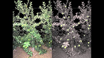 Visual Yield Estimation - Honeycrisp, Bigglerville, PA, USA