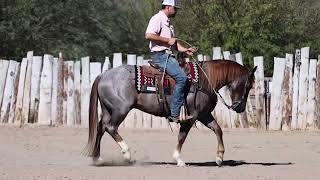 AUTOBOON CAT | Rancho Rio Horse Sale March 16th