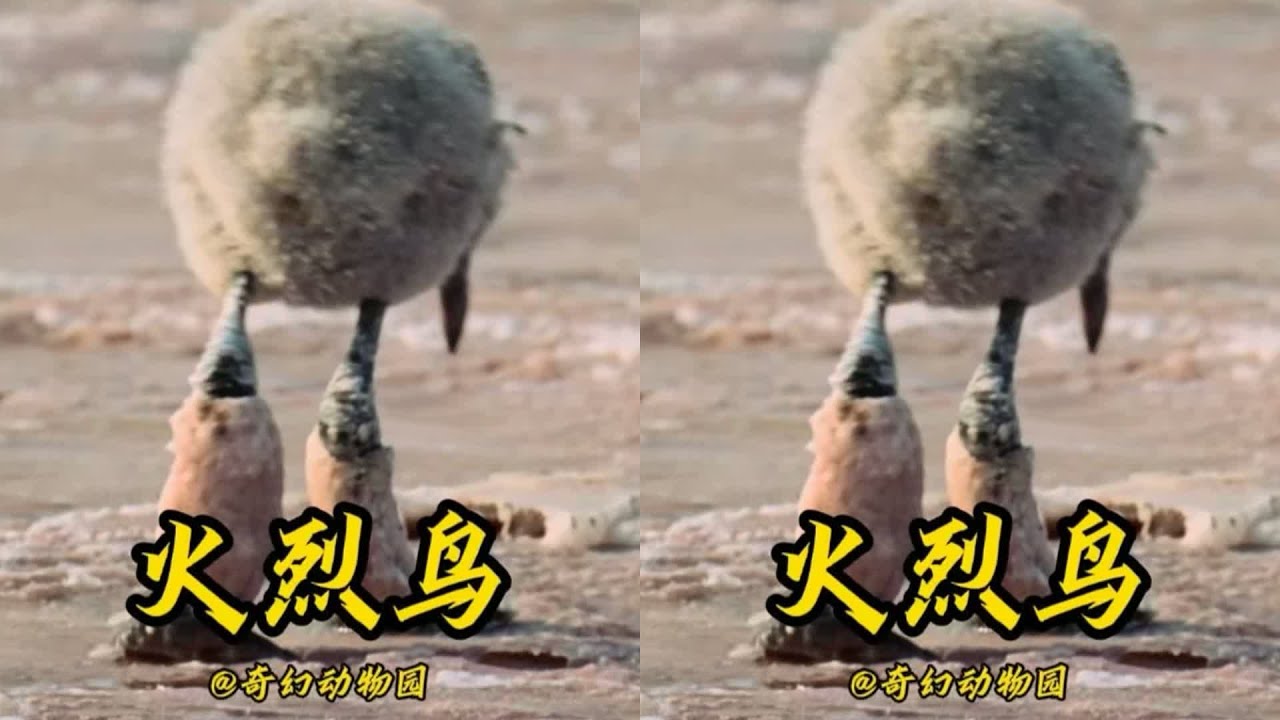 你知道嗎？火烈鳥腿上的不是襪子，而是厚重的鹽堿，太神奇了！ 