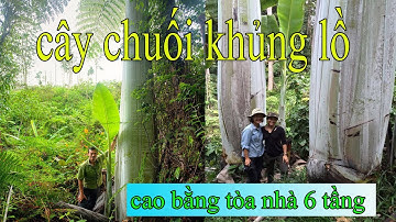 Cây chuối cao nhất thế giới