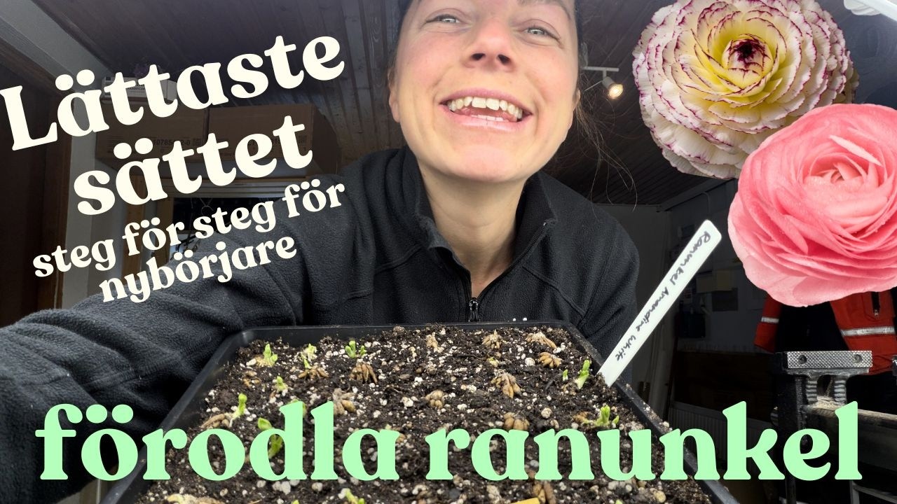 Så enkelt förodlar du ranunkel! Det är inte avancerat 🌸