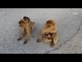 Rock of Gibraltar ~Barbary Macaques (Apes' Aden~Upper Rock)