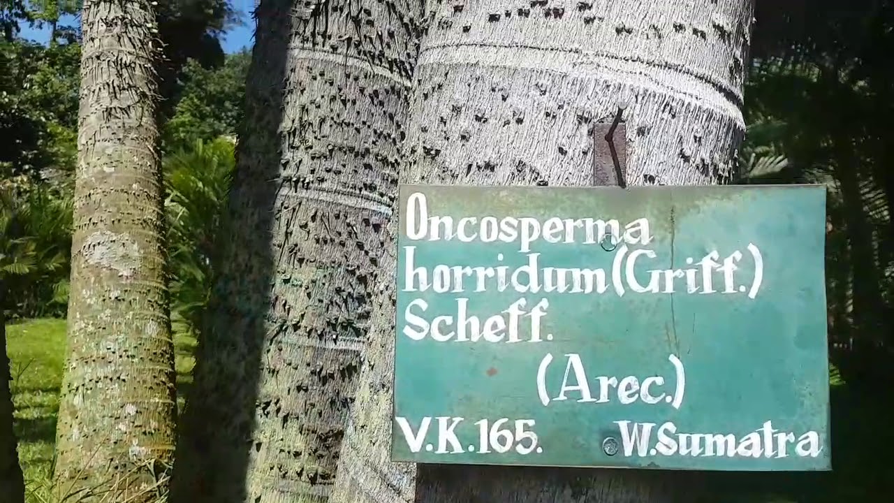 Oncosperma horridum Griff Scheff Palm from West Sumatra, Indonesia
