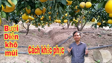 Bưởi Diễn bị khô múi nguyên nhân và cách khắc phục || bưởi Rỏn || 0989928949