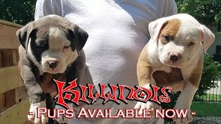 AMERICAN BULLY PUPPIES FOR SALE FROM THE WORLD FAMOUS KILLINOIS KENNELS