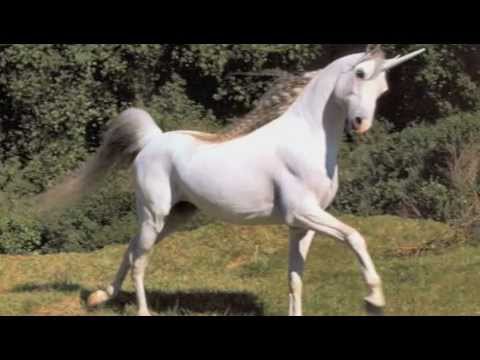 What do unicorns sound like? - YouTube