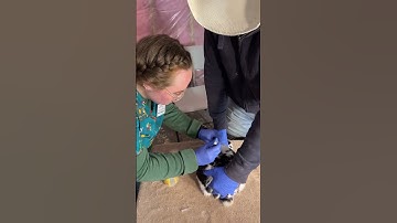 Skill #45 administering a subcutaneous injection to a rabbit