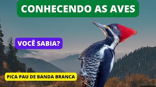 Curiosidades sobre o Pica-pau-de-banda-branca - Lineated Woodpecker