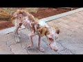 She was dumped on the street for end emaciated and sunburn by hot 40 degree crying in desperate