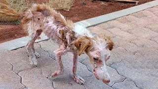 She was dumped on the street for end, emaciated and sunburn by hot 40 degree. Crying in desperate.