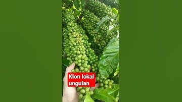 Thumbnail of lajuran lokal #kopi #kopiindonesia #robusta #klonandalan #pertanian #perkebunan #skpkm#kopista