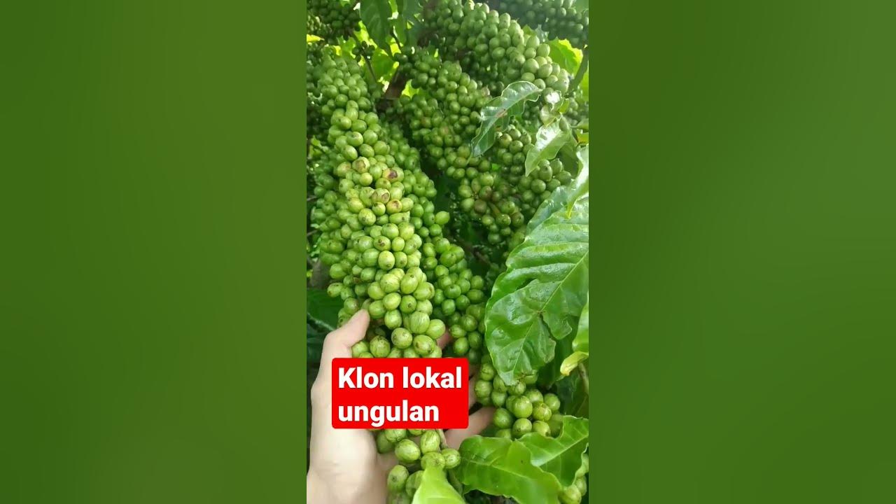 lajuran lokal #kopi #kopiindonesia #robusta #klonandalan #pertanian #perkebunan #skpkm#kopista