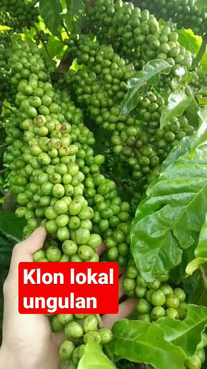 lajuran lokal #kopi #kopiindonesia #robusta #klonandalan #pertanian #perkebunan #skpkm#kopista