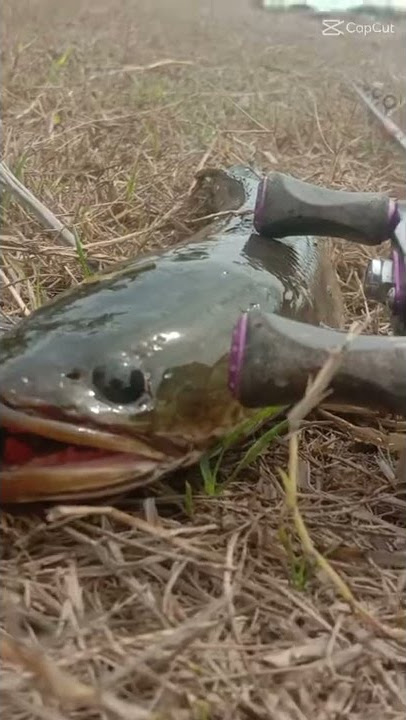 sinematik video casting gabus