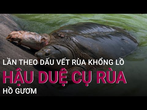 #1 Lần theo dấu vết rùa khổng lồ, hậu duệ cụ rùa Hồ Gươm | VTC Now Mới Nhất