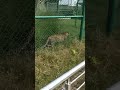 real tiger#wildlife # chita#leopord#zoo gorakhpur#up
