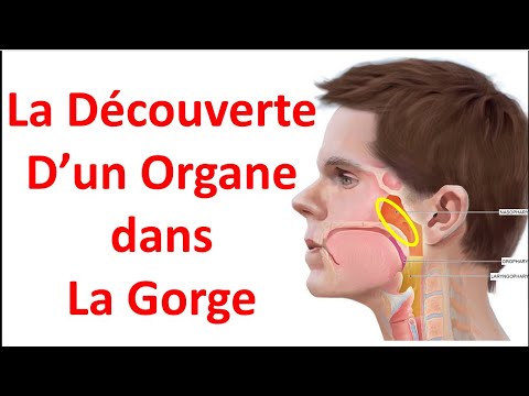 Découverte scientifique en Médecine nouveau organe glande salivaire la gorge humains corps Anatomie