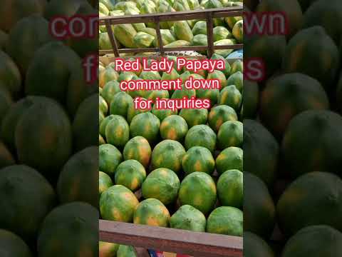 Red Lady Papaya -comment down for details wholesale price:35/kilo