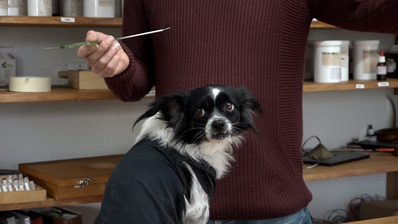 Acupunctuur voor je hond? Hier in Amsterdam kan het