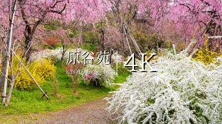 Kyoto's Untouched Paradise: Enchanting Haradanien Gardens  Every View a Masterpiece  JAPAN in 4K