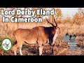 Hunting in Cameroon 2020