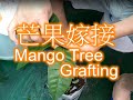 樹之林~ 芒果嫁接 Mango grafting