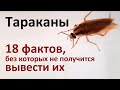 18 фактов о тараканах, которые нужно знать для их истребления