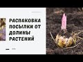 🌺Обзор на посылку с луковицами от Долины растений 2024🌺