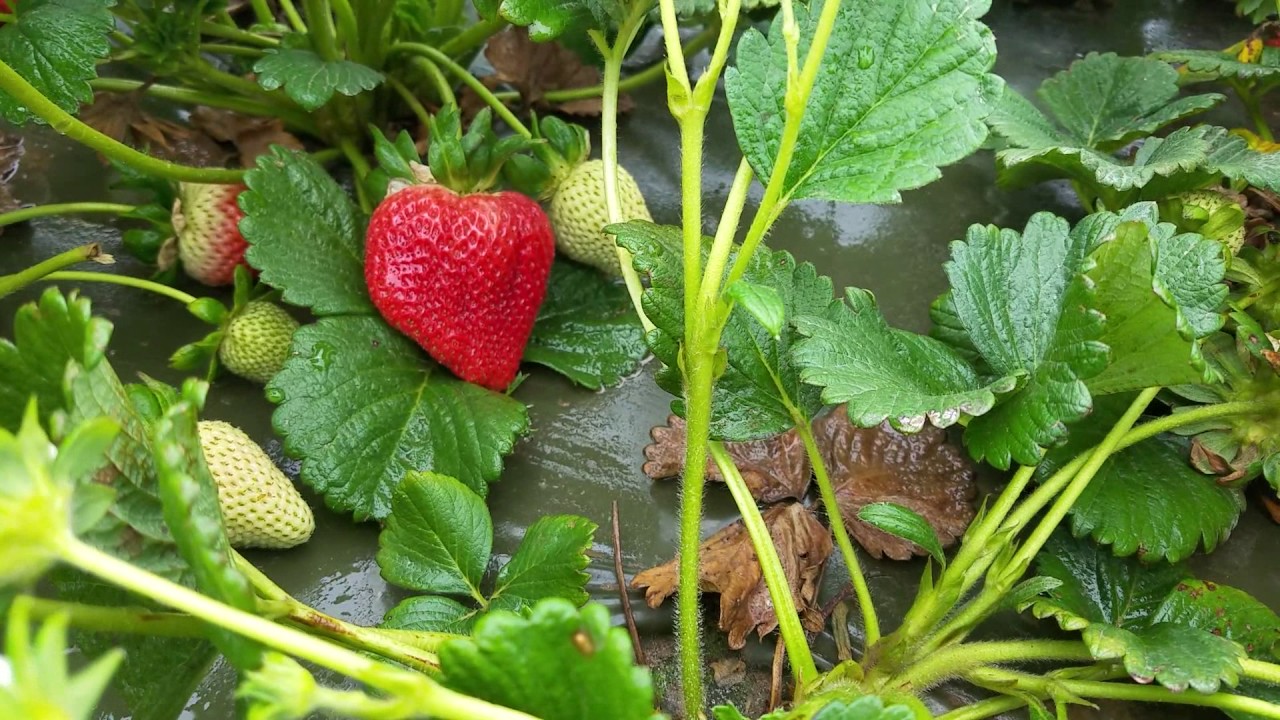 Live From the Fields Strawberries. Santa Maria, CA YouTube