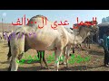 اكسبلور ارتفاع اسعار جمال اللحم داخل سوق دراو ٨ ٢ ٢٠٢٦