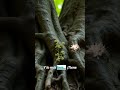El ser vivo más grande del planeta está bajo tierra