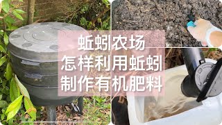 我不仅养兰花，还养了一堆蚯蚓！Earthwarm farm!