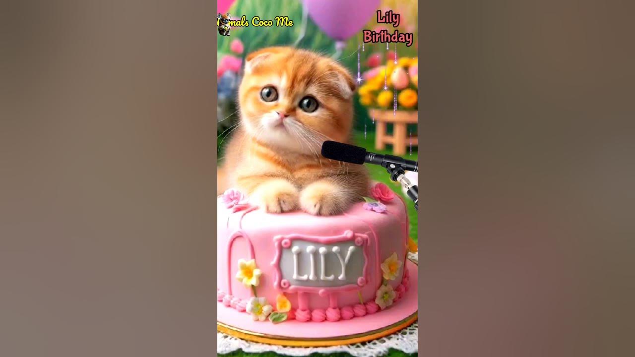 HAPPY BIRTHDAY LILY | HAPPY BIRTHDAY SONG WITH NAMES | Adorable Cute Cat 😺 #cat #cute